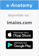 e-Anatomy appli